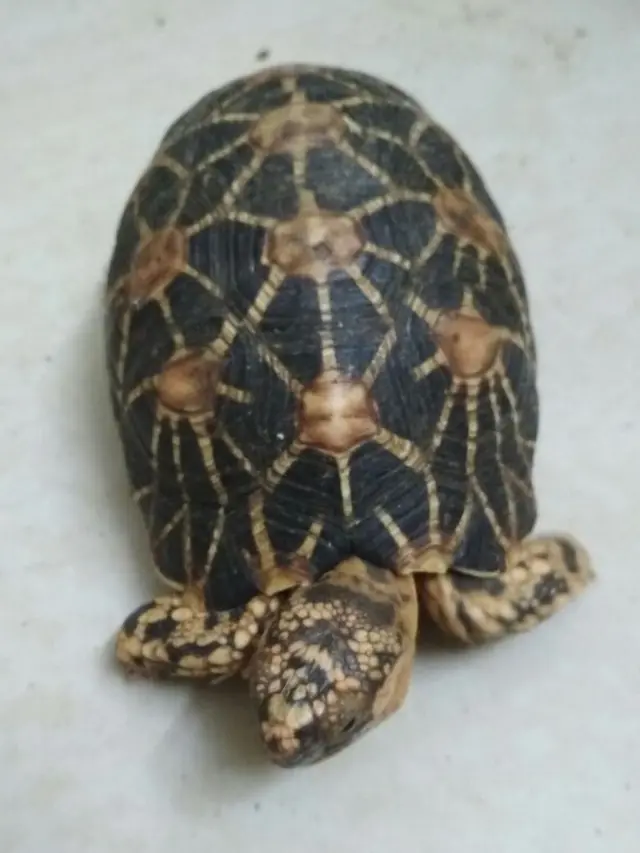 நட்சத்திர ஆமை