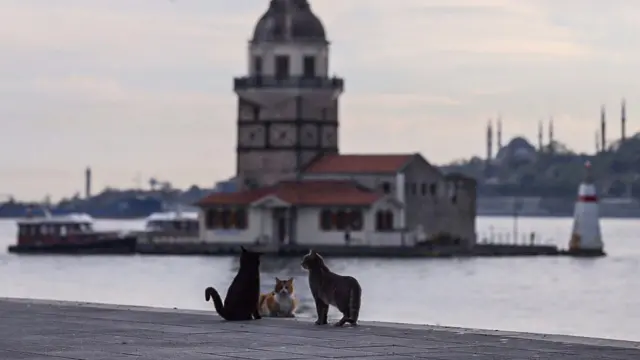 Кошки в Стамбуле