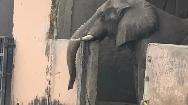 2005లో తన సహచర ఏనుగు 'బొంబై' మరణించినప్పటి నుంచి శంకర్ ఒంటరిగానే జీవిస్తోంది