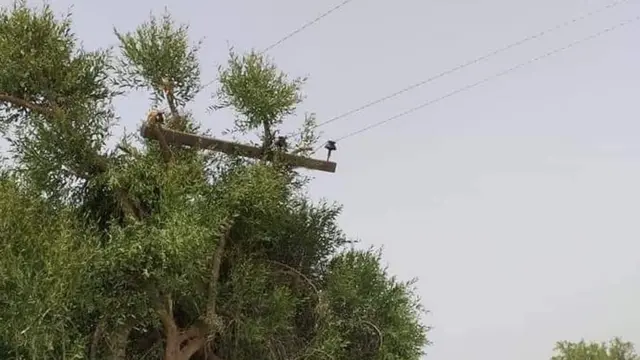 بجلی