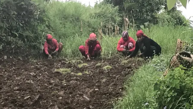 Mulheres colhem raízes no Nepal