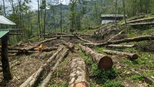 વૃક્ષોને કેમ અણમોલ માને છે પર્યાવરણપ્રેમીઓ?