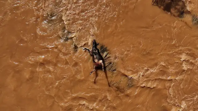 Foto aérea mostra gado afogado 