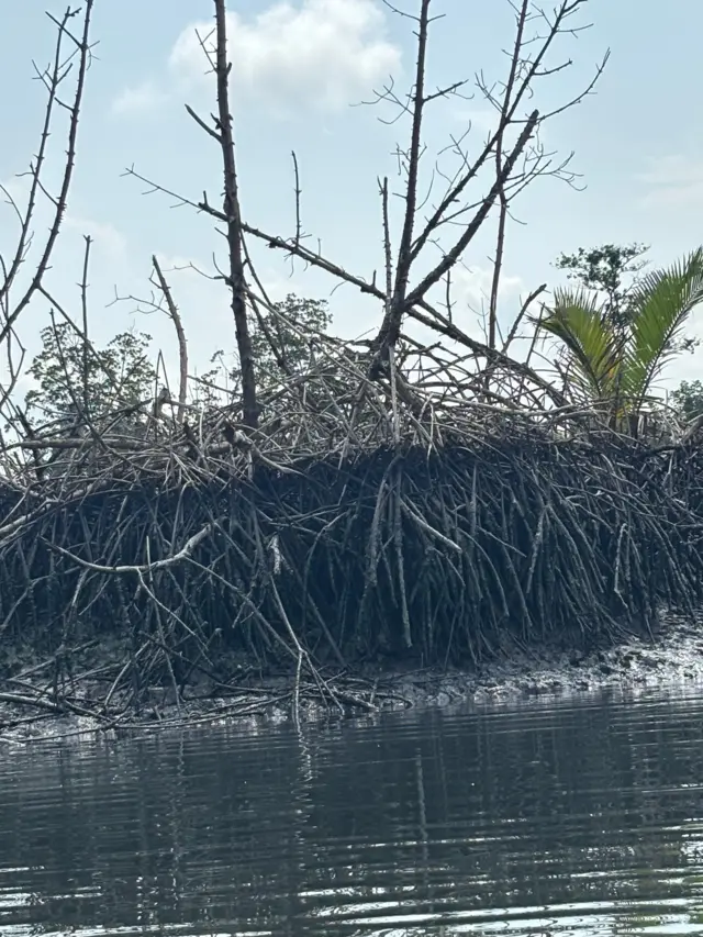 Burnt mangrove roots wey dey by a river