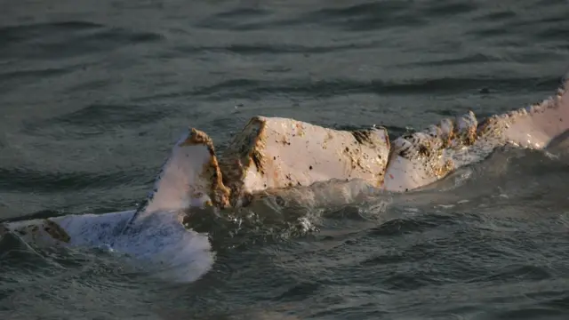 Дельфін WL212 міг стати жертвою жвавого судноплавства