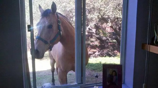 حصان تملكه كريستين بنتون