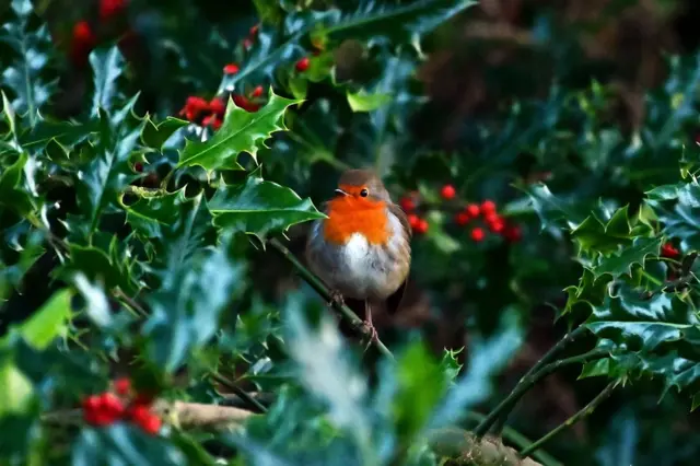 A robin sits on a holly tree