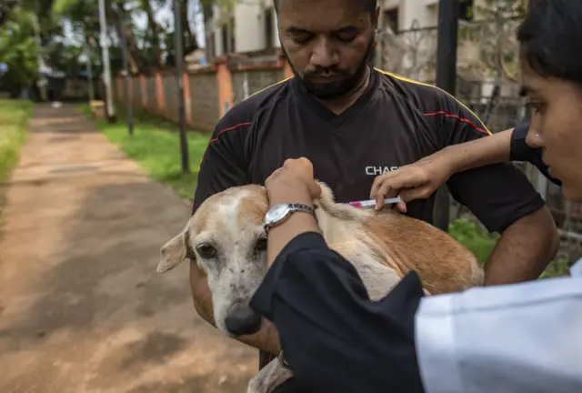 కుక్కల దాడి