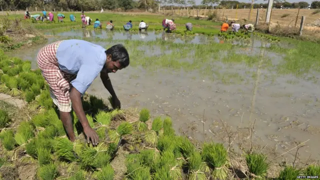 किसान, नरेंद्र मोदी, भारत कृषि