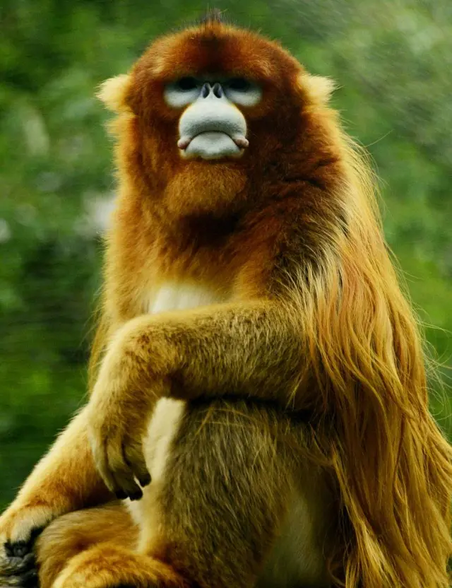 snubnosed monkey