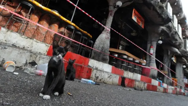 แมวเร่ร่อนที่ภูเก็ต