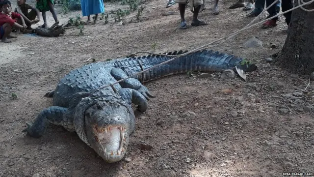 CROCODILE