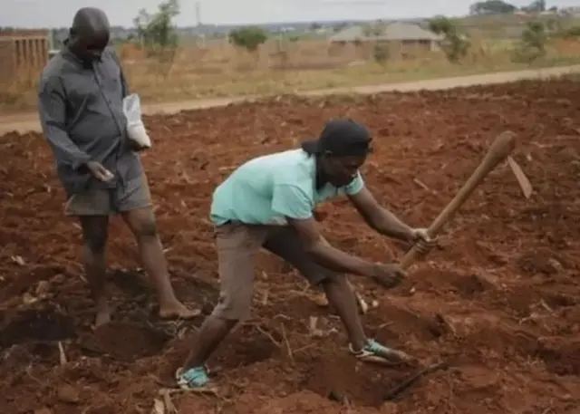 Cultivateurs dans un champ au Zimbabwe