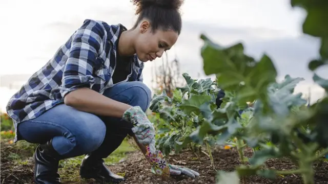 Mujer cultivando lechuga