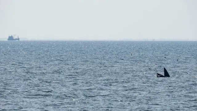 วาฬบรูด้า ในทะเลอ่าวไทย