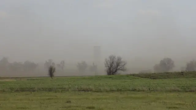 Битва за ліси Приазов'я: чому зникають лісосмуги на Донеччині