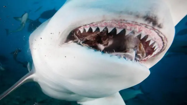 शार्क के दांत