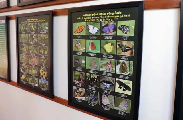 කොළඹ, හලාවත මාර්ගයේ ප්රධාන පාරට ආසන්නව කාකපල්ලිය, පම්බල ප්රදේශයේ පිහිටා ඇති ලංකා කඩොලාන කෞතුකාගාරය නැරඹීමට කිසිදු මුදලක් අය නොකෙරේ.