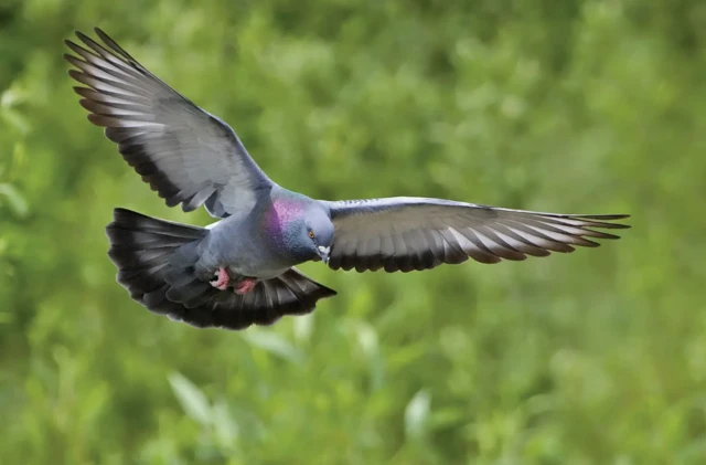 Xawaare dheer ayadoo ku socota ayey jari kartaa 800 oo KM