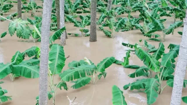 తూర్పు గోదావరి జిల్లాలో వరద నీటిలో అరటి పంట