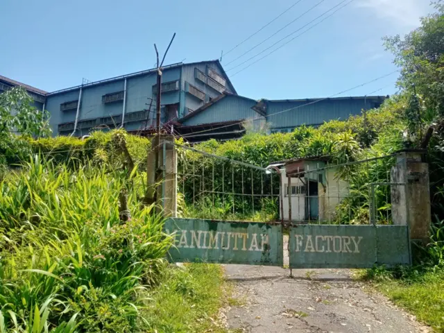 திருநெல்வேலி, மாஞ்சோலை, தேயிலை தோட்டம் 