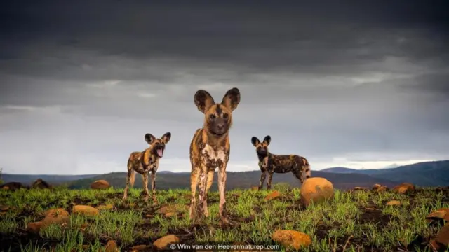 Wim van den Heever/naturepl.com