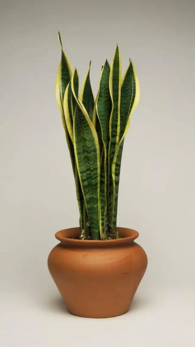 સાપ, સાપ ન આવે એ માટે શું કરવું, બીબીસી ગુજરાતી, ચોમાસું, પ્રાણીઓ