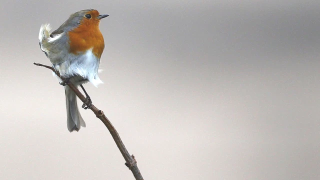 యూరోపియన్ రాబిన్