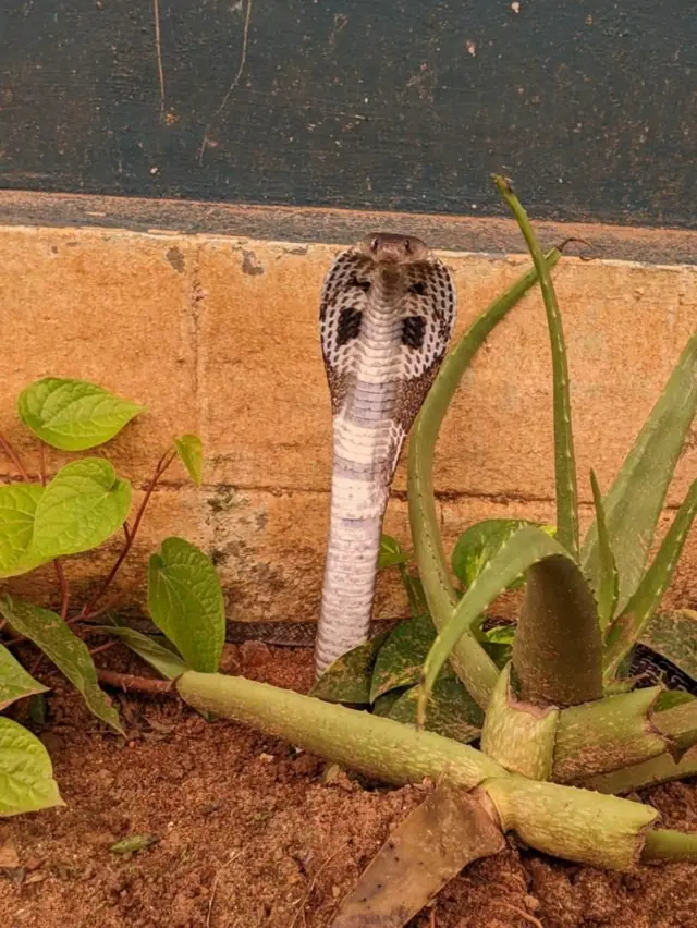 कोब्रा साप
