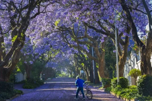 Umugabo ashoreye igare rye arinyuza mu ndabo z'ibiti bya 'jacaranda' zaguye hasi i Johannesburg muri Afurika y'epfo, ku wa gatanu.