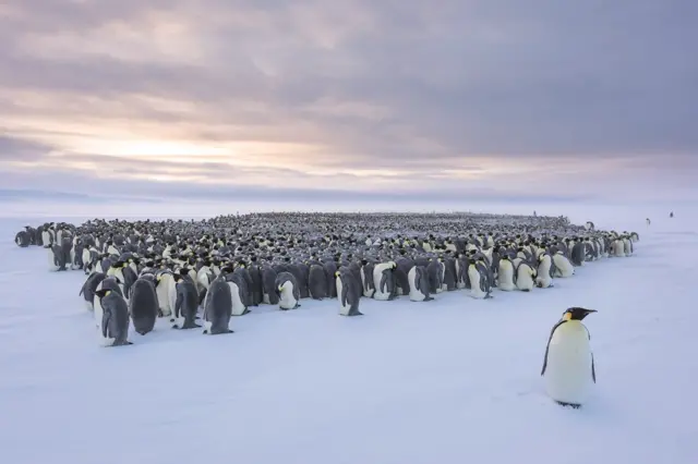 A huddle of penguins with one walking away from the group