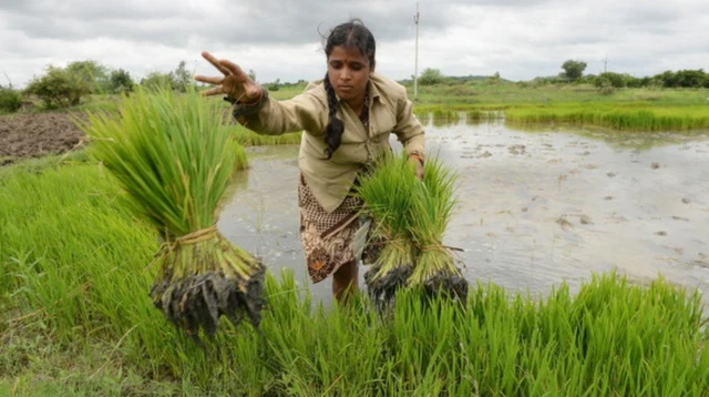 వ్యవసాయం