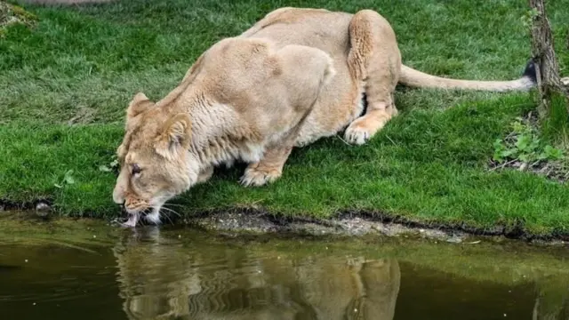 સિંહ ગીર ગુજરાત