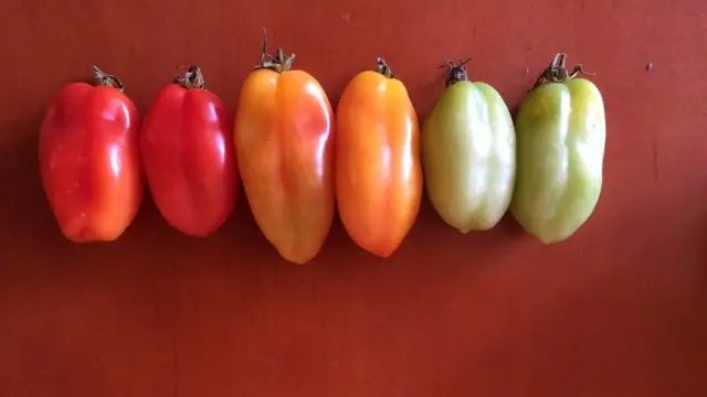 "Краски лета"