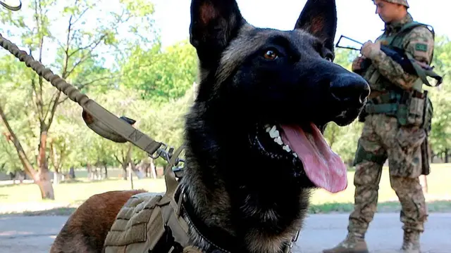 службова собака