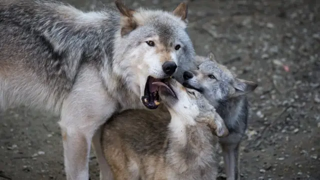 Un loup avec deux oursons