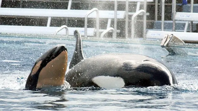 Orcas en SeaWorld