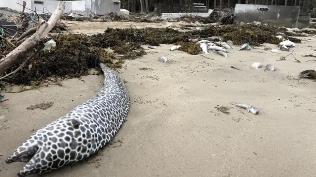 மன்னார் வளைகுடா