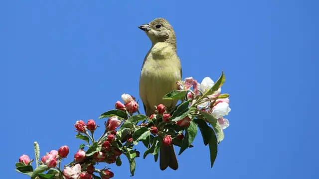 سږ کال که مرغۍ ډېرې شوې، ښکاریانو یې هم په دام کې د اچولو لپاره نورو لارو ته مخه کړې.
