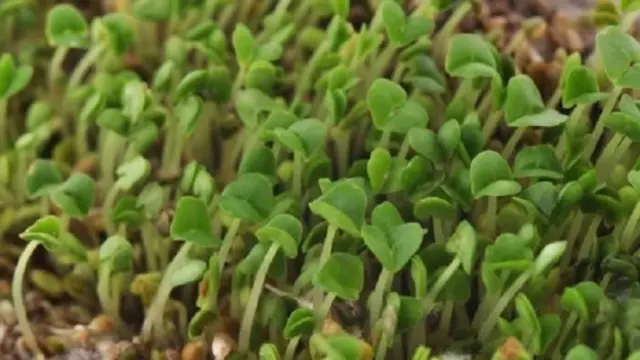 चिया के पौधे