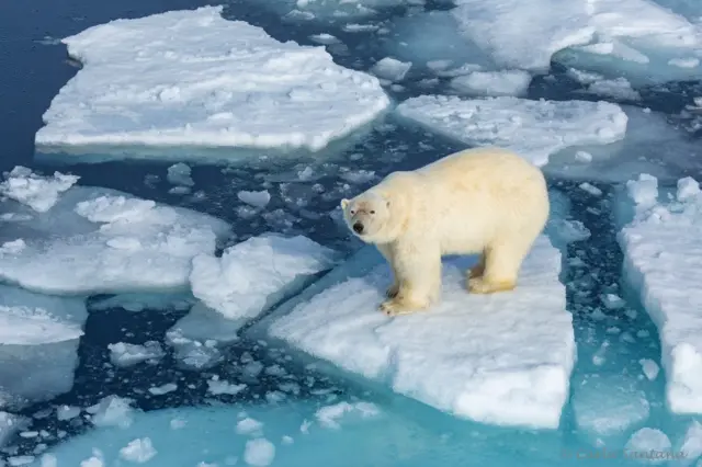 Oso en un bloque de hielo fragmentado