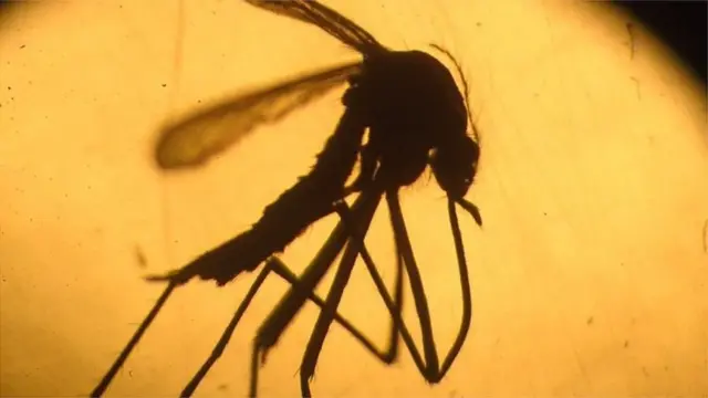 ज़ीका वायरस