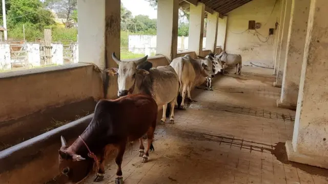 పుంగనూరు ఆవులు