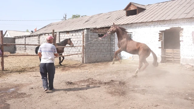 Т﻿ак ушул тулпарлар бармак. Керек болсо аттар оонай турган учурунан кечикпей оонасын деп катуу кастарлап, таптап, суутун кандырышкан эле...