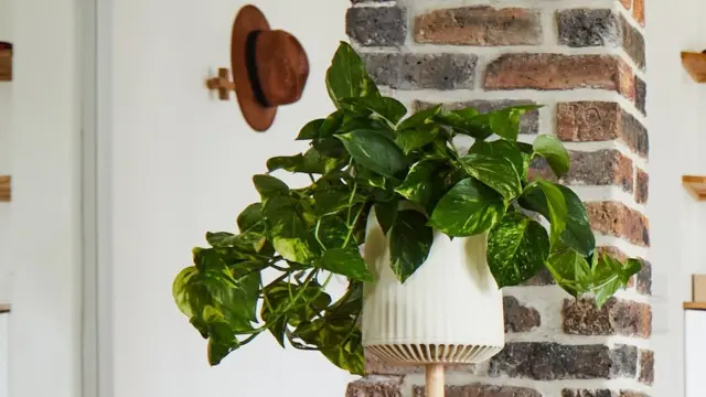 మొక్కలు