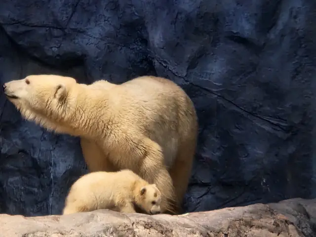 Ursa Aurora ao lado da bebê Nur em recinto no Aquário de São Paulo