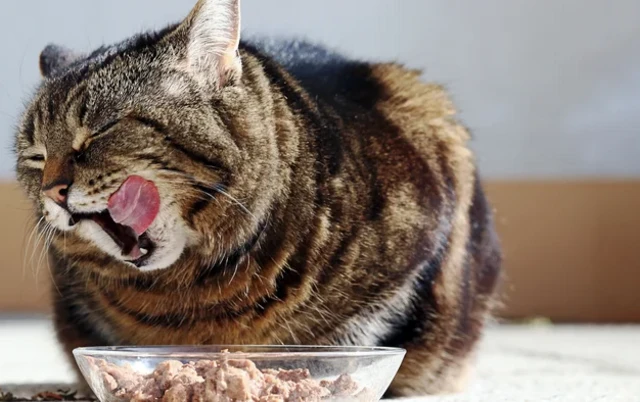 รูปแมวสลิดกินปลา