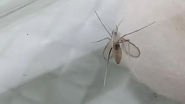 ચાંદીપુરા વાઇરસ માટે જવાબદાર સેન્ડ ફ્લાય 