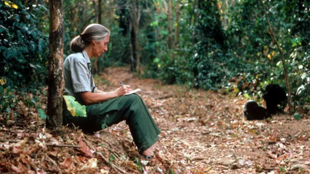 Tiến sĩ Jane Goodall quan sát một con tinh tinh ở Tanzania vào năm 1987
