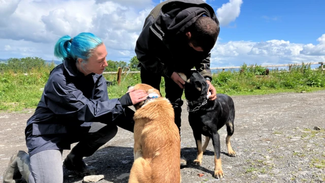 Una mujer con el pelo azul recogido se arrodilla junto a dos perros. Un hombre está inclinado sobre uno de ellos colocándole un dispositivo de rastreo GPS.